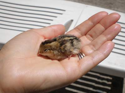 Little Bird