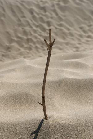 Twig