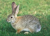 Bunnies Are Like Routers....
