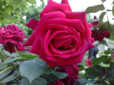 Rose