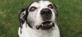 Dogpile: Relevance in Aggregate