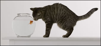 Tracking Eyeballs to Determine Search Efficiency