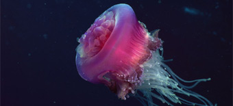 The Jellyfish Buying Engine