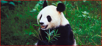 Google's Panda Update Has Webmasters And SEOs Speculating