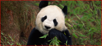 How Panda Reshapes the Ranking Factors Picture