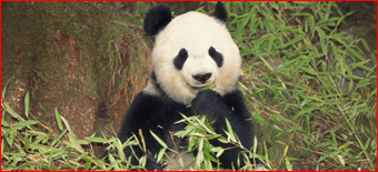 Google's Panda Update Goes International