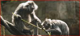 Too Much Monkeying Needed