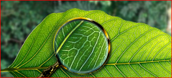 Images are the Natural Evolution of Search
