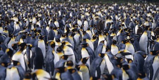 Shifting SERPs - It's not a Penguin Update Says Google