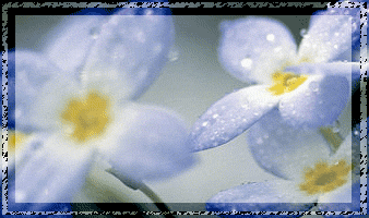 Forget Me Not Forget Me Not