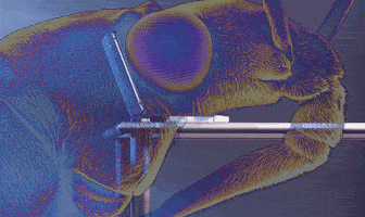 Internet Threats Continue To Increase Computer Bugs