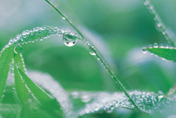 It's Now Easier Being Green