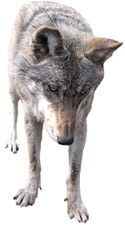 Corporate Wolves Circle Yahoo's Goose
