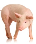 Pig, PigsAreWorthIt Pig, PigsAreWorthIt