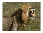 Nature Vid Tops YouTube Most Viewed In 2007