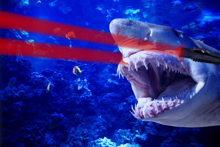 Terrorist Shark
