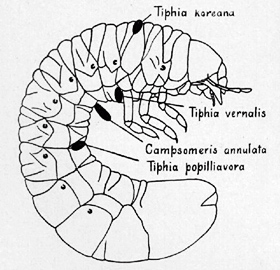 parasite.jpg