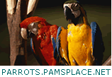 Review Parrots.PamsPlace.Net